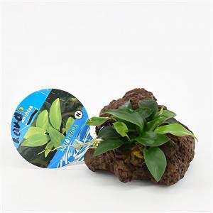 Anubias nana op vulkanische rots aquarium plant