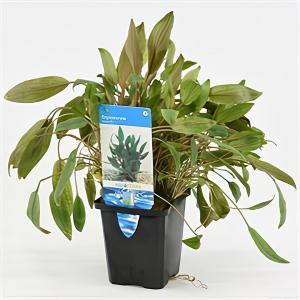 Cryptocoryne wendtii aquarium plant