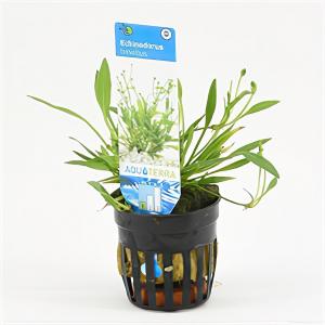 Echinodorus tenellus 6 stuks aquarium plant