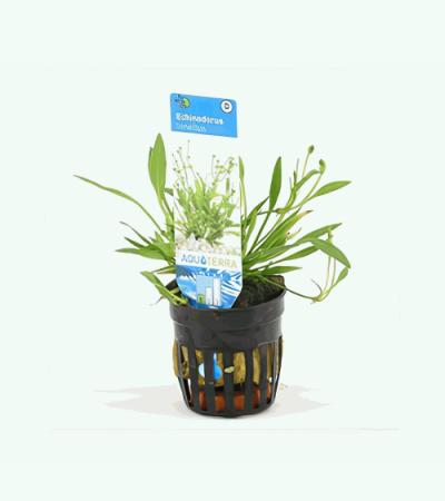 Echinodorus tenellus - 6 stuks - aquarium plant