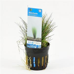 Eleocharis acicularis 6 stuks aquarium plant