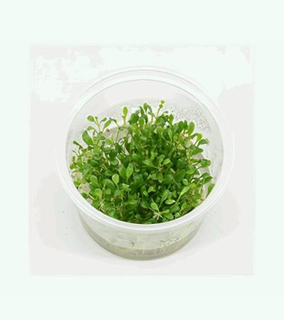 Glossostigma elatinoides - 3 stuks - aquarium plant