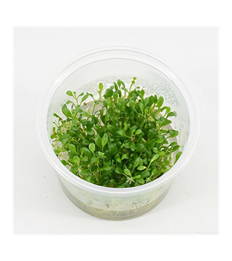 Glossostigma elatinoides - 3 stuks - aquarium plant