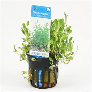 Glossostigma elatinoides 6 stuks aquarium plant