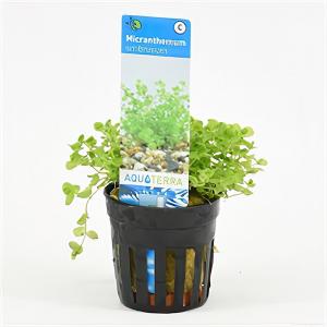 Micranthemum umbrosum 6 stuks aquarium plant