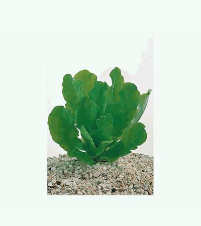 Samolus floribundus - 6 stuks - aquarium plant