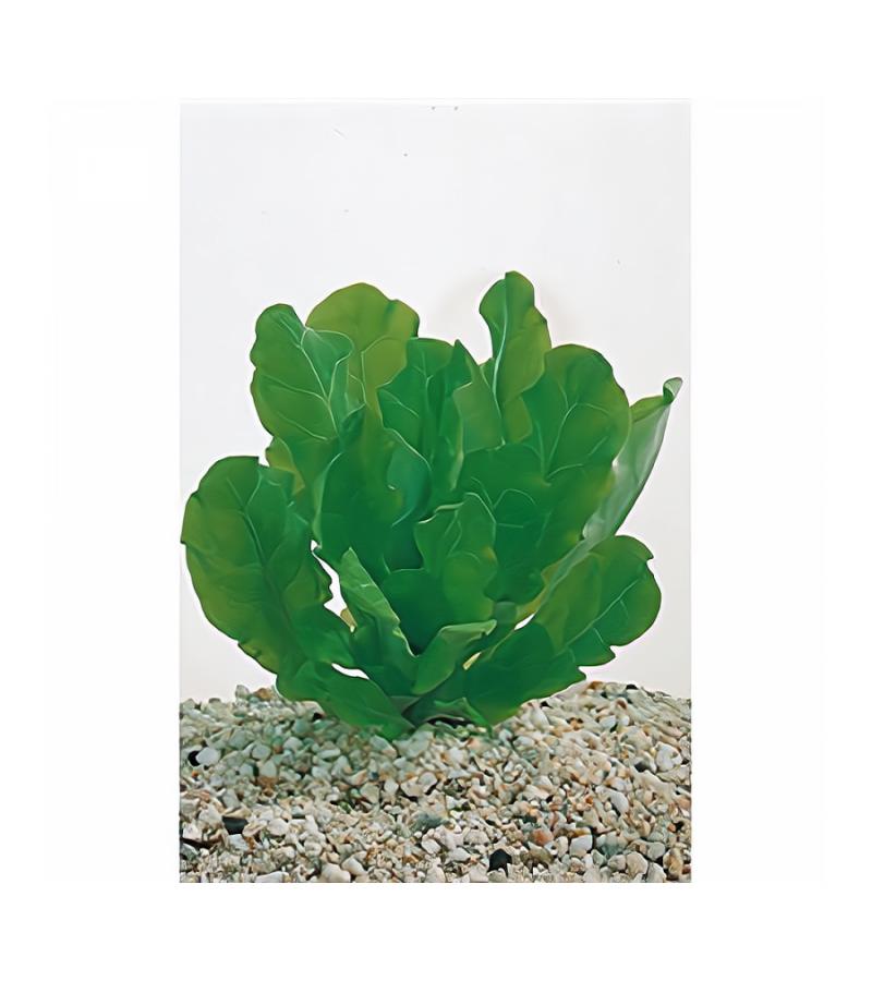 Samolus floribundus - 6 stuks - aquarium plant