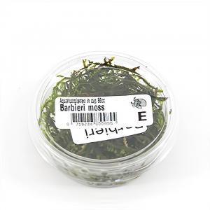 Afbeelding Taxiphyllum barbieri mos - 3 stuks - aquarium plant door Tuinexpress.nl