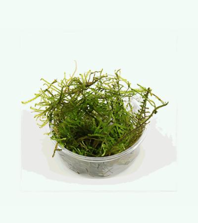 Vesicularia montagnei mos - 3 stuks - aquarium plant