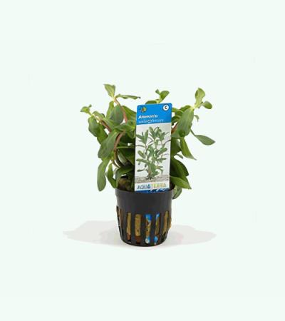 Ammania senegalensis - 6 stuks - aquarium plant