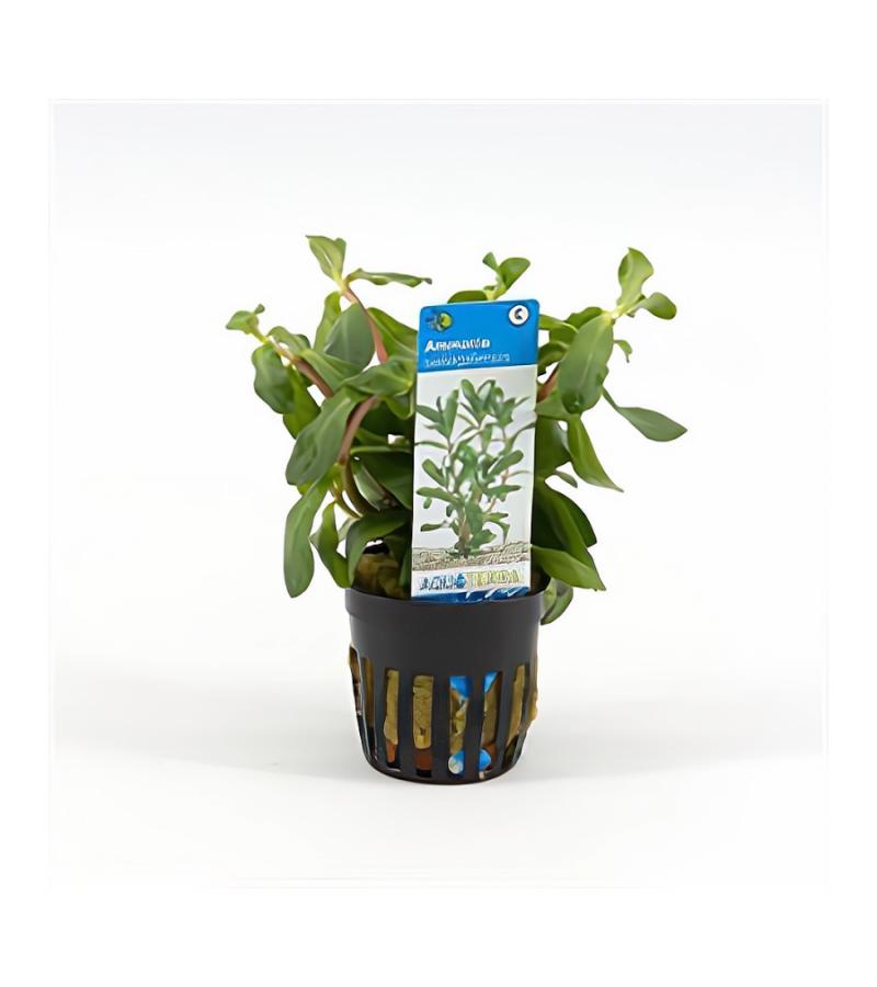 Ammania senegalensis - 6 stuks - aquarium plant