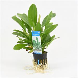 Echinodorus granat - 6 stuks - aquarium plant
