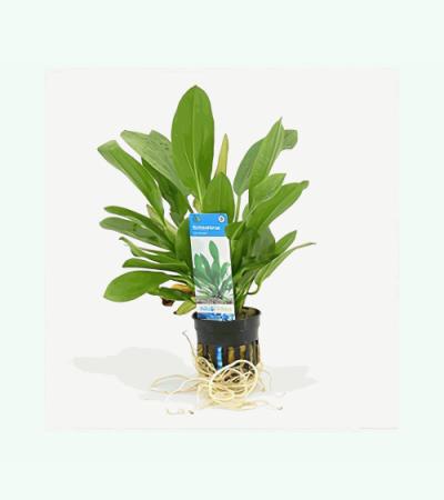 Echinodorus granat - 6 stuks - aquarium plant