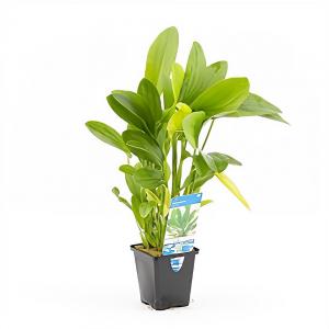 Echinodorus granat
 - aquarium plant