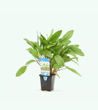 Echinodorus reni - aquarium plant
