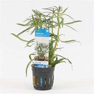 Eustralis stellata grof 6 stuks aquarium plant