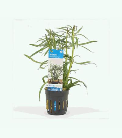 Eustralis stellata grof - 6 stuks - aquarium plant