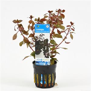 Ludwigia repens mini rood 6 stuks aquarium plant