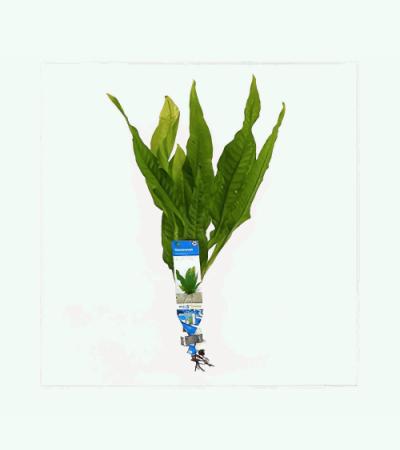 Microsorum pteropus - 10 stuks - aquarium plant