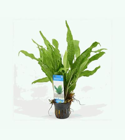 Microsorum pteropus - 6 stuks - aquarium plant