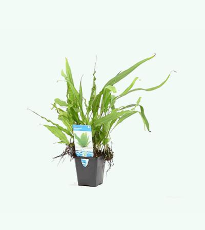 Microsorum pteropus - aquarium plant