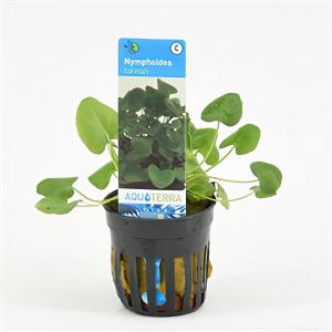 Nymphoides taiwan - 6 stuks - aquarium plant