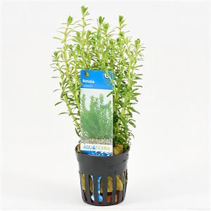 Rotala bossii
 6 stuks aquarium plant