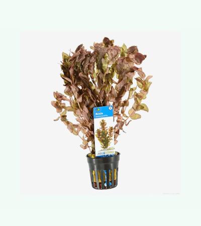 Rotala macrandra - 6 stuks - aquarium plant
