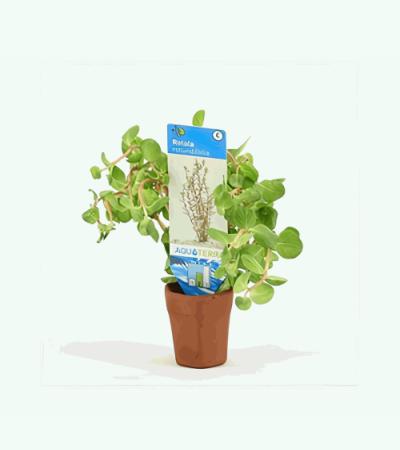 Rotala rotundifolia - 10 stuks - aquarium plant