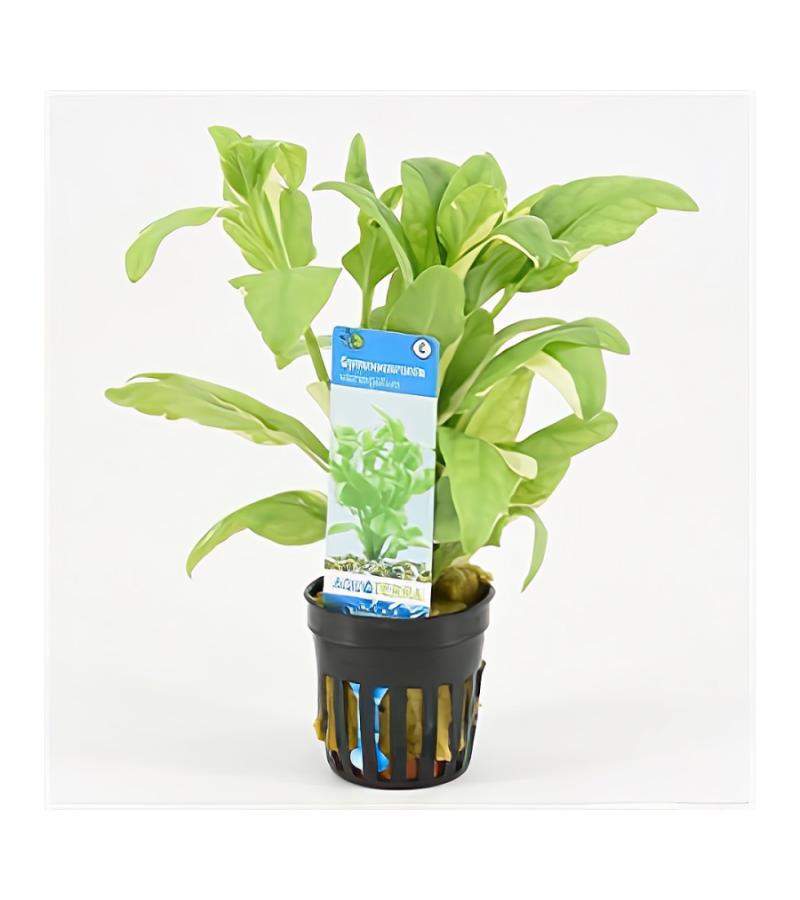 Gymnocoronis spilanthoides variegatus - 6 stuks - aquarium plant