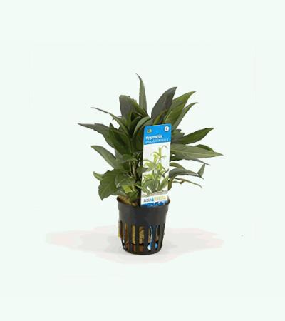 Hygrophila salicifolia rubra - 6 stuks - aquarium plant