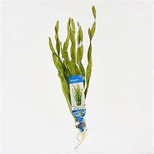 Vallisneria asiatica 10 stuks aquarium plant