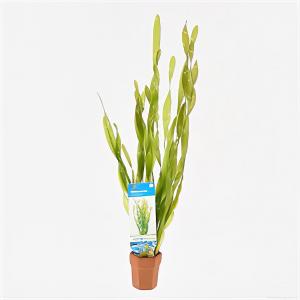 Dagaanbieding - Vallisneria asiatica - 10 stuks - aquarium plant dagelijkse aanbiedingen