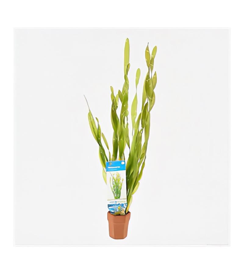 Vallisneria asiatica - 10 stuks - aquarium plant