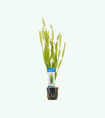 Vallisneria asiatica - 6 stuks - aquarium plant