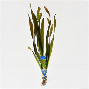 Afbeelding Vallisneria gigantea - 10 stuks - aquarium plant door Tuinexpress.nl