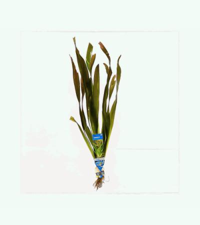 Vallisneria gigantea - 10 stuks - aquarium plant
