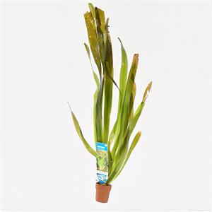 Vallisneria gigantea 10 stuks aquarium plant