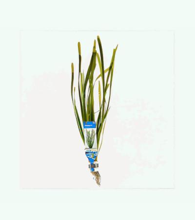 Vallisneria spiralis - 10 stuks - aquarium plant