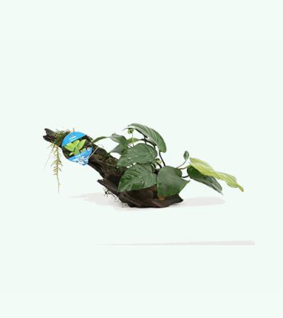 Anubias barteri - op drijfhout -  aquarium plant