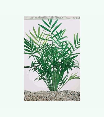 Bacopa crenata monnieri - 6 stuks - aquarium plant