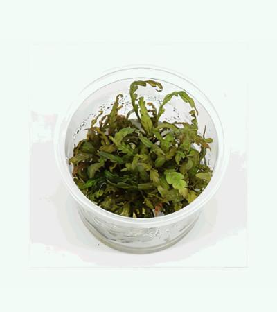 Hygrophila pinnatifida - 3 stuks - aquarium plant