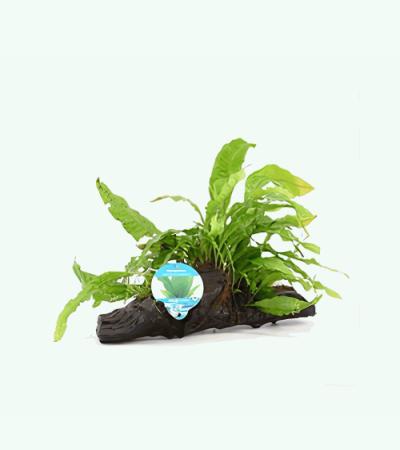 Microsorum pteropus - op drijfhout -  aquarium plant