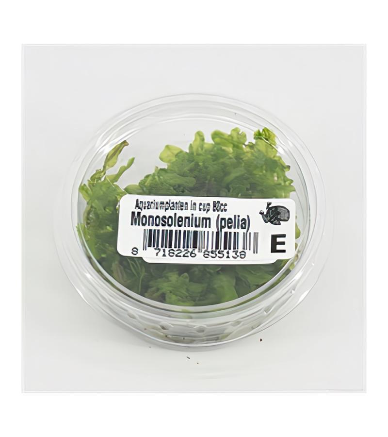 Monosolenium pelia mos - 3 stuks - aquarium plant