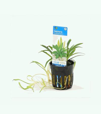 Sagittaria platyphylla - 6 stuks - aquarium plant
