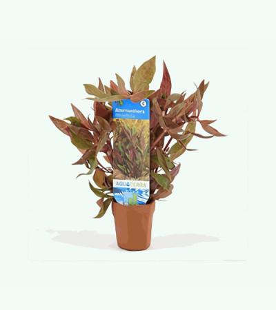 Alternanthera reineckii rosaefolia - 10 stuks - aquarium plant