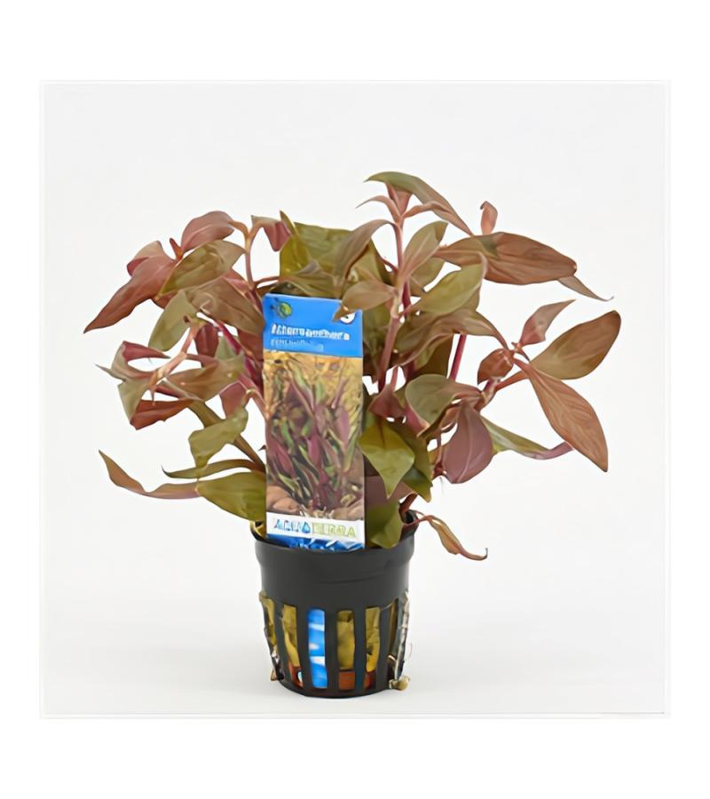Alternanthera reineckii rosaefolia - 6 stuks - aquarium plant