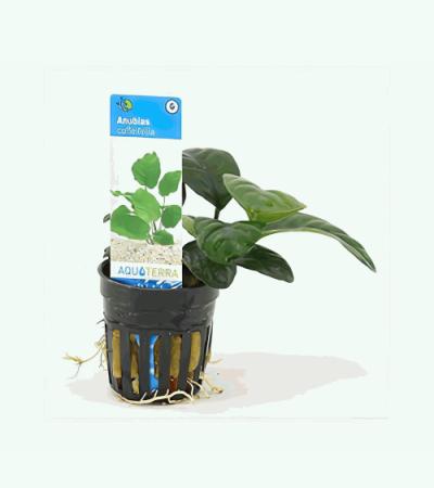 Anubias barteri coffeefolia - 6 stuks - aquarium plant
