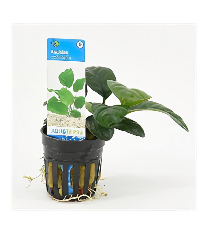 Anubias barteri coffeefolia - 6 stuks - aquarium plant