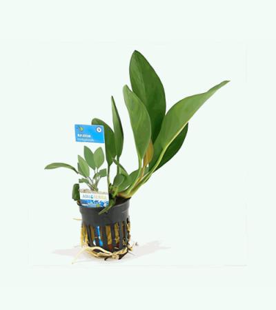 Anubias congensis - 6 stuks - aquarium plant